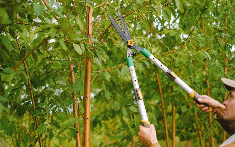 Tree trimming in Adamsville, TN